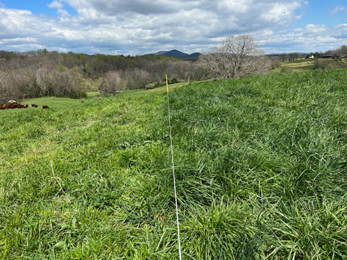 Thistle Hill Farm Pasture