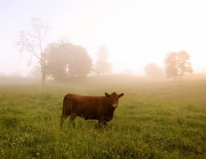 Morning at Thistle Hill...