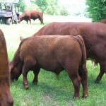 Tomina Farm Titan (2)