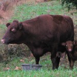 Gambler 10-27-13 002