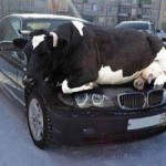 warming cow
