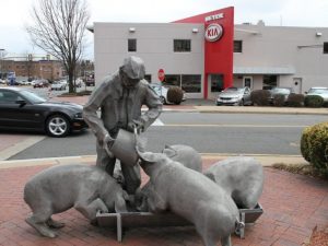 Man and pigs