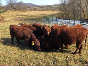 Thistlehill Farm Red Devon cattle