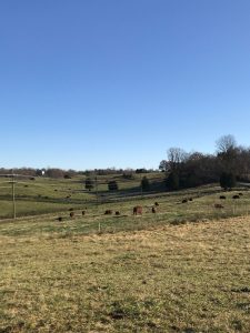 Thistlehill Farm Pasture