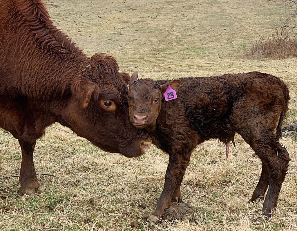 The oldest cow in our herd at 16, M180, greeted us with a bull calf.

(Keith pic surprise full but cropped a little top and bottom)

Baby is an 82 pound bull calf by an English bull, TDA Highwayman. M180 was purchased from Lakota ranch years ago and has produced a string of nice calves.

She preg checked open and gave no sign she was expecting. In fact, she had been at the top of the list in our discussion of potential culls. Back to the drawing board.

And did you notice the new green grass now that the snow has melted?