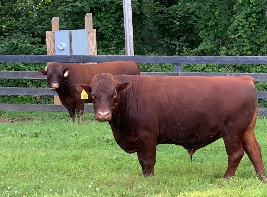 Two year old bull - TDA 35