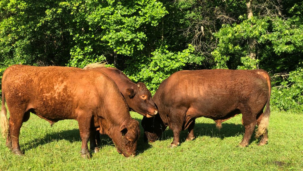 Thistlehill Farm Bulls