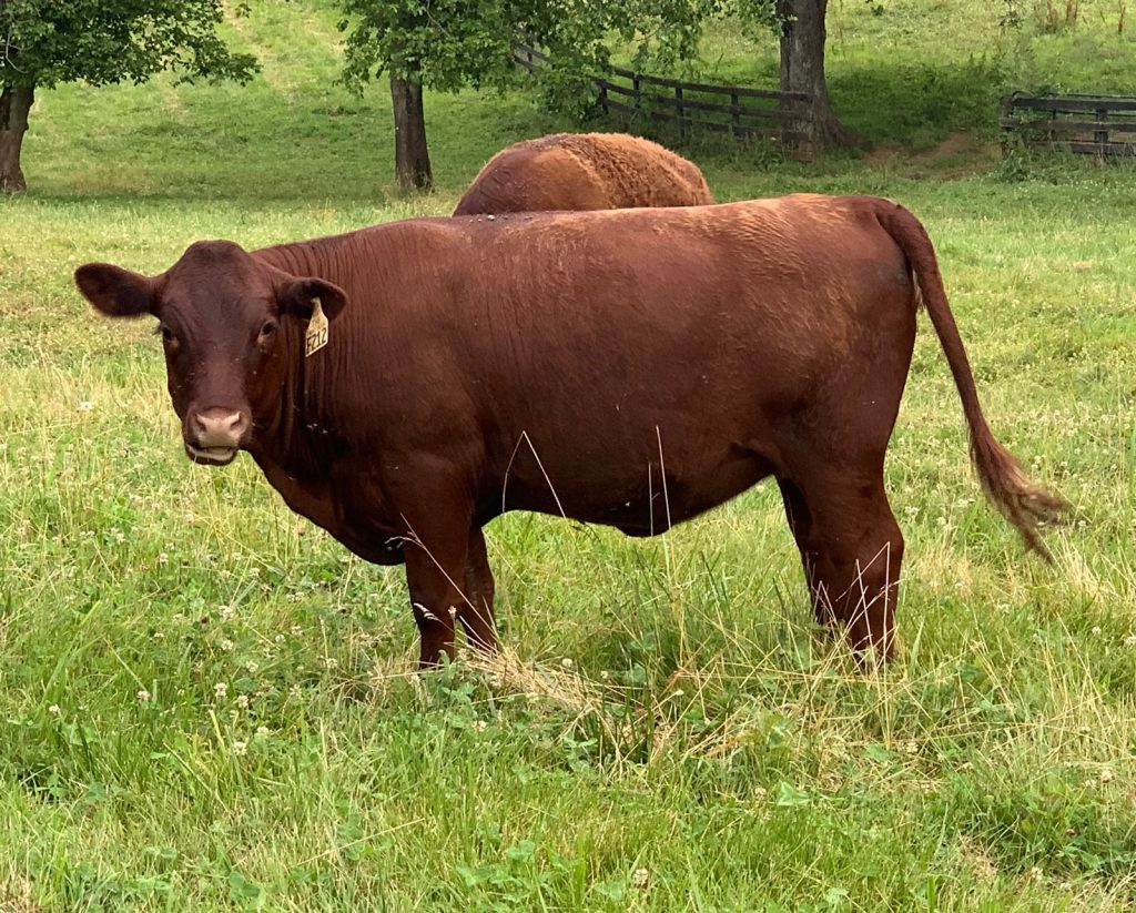 16-month old Thistle Hill Farm heifer.