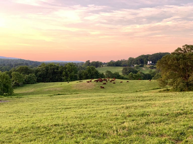Evening at Thistle Hill Thistle Hill Farm Blog