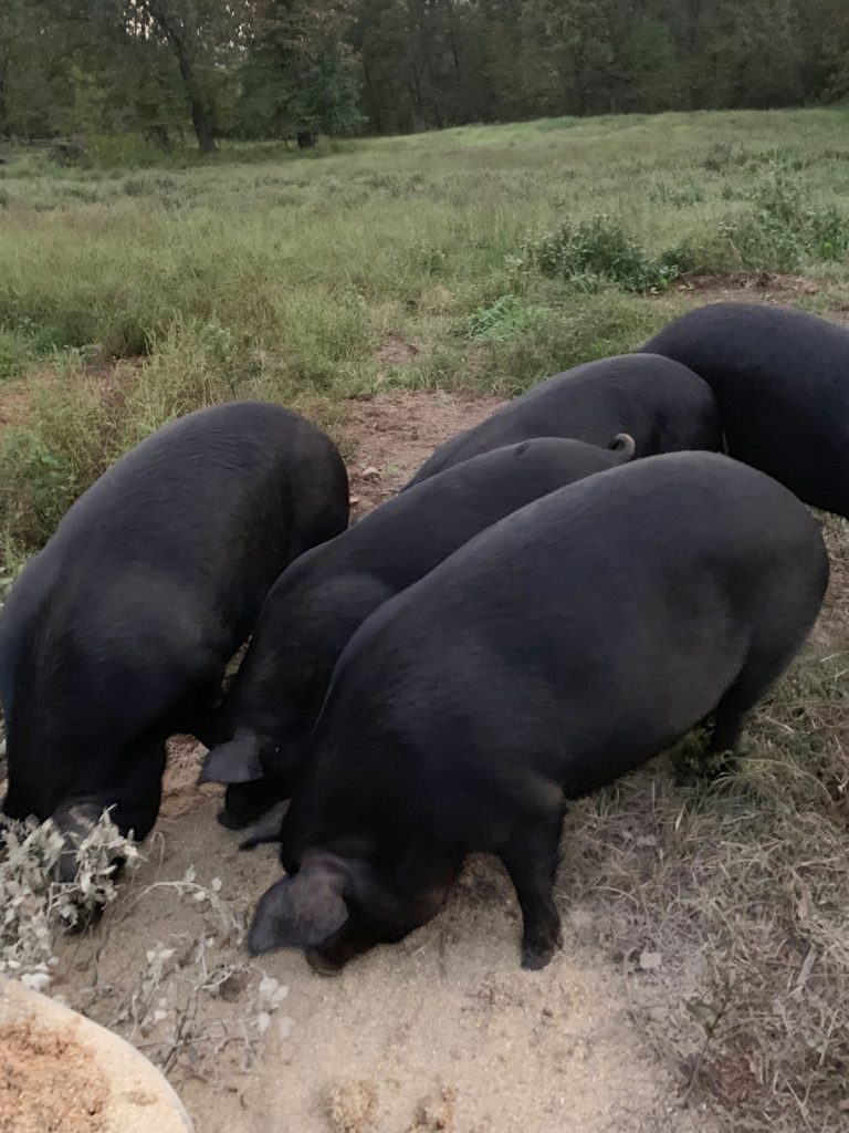 Thistlehill Farm Pigs
