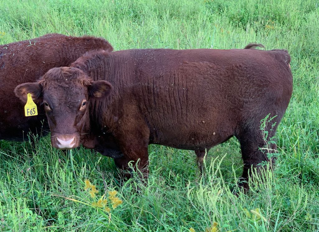 Thistlehill Farm bull calf F65