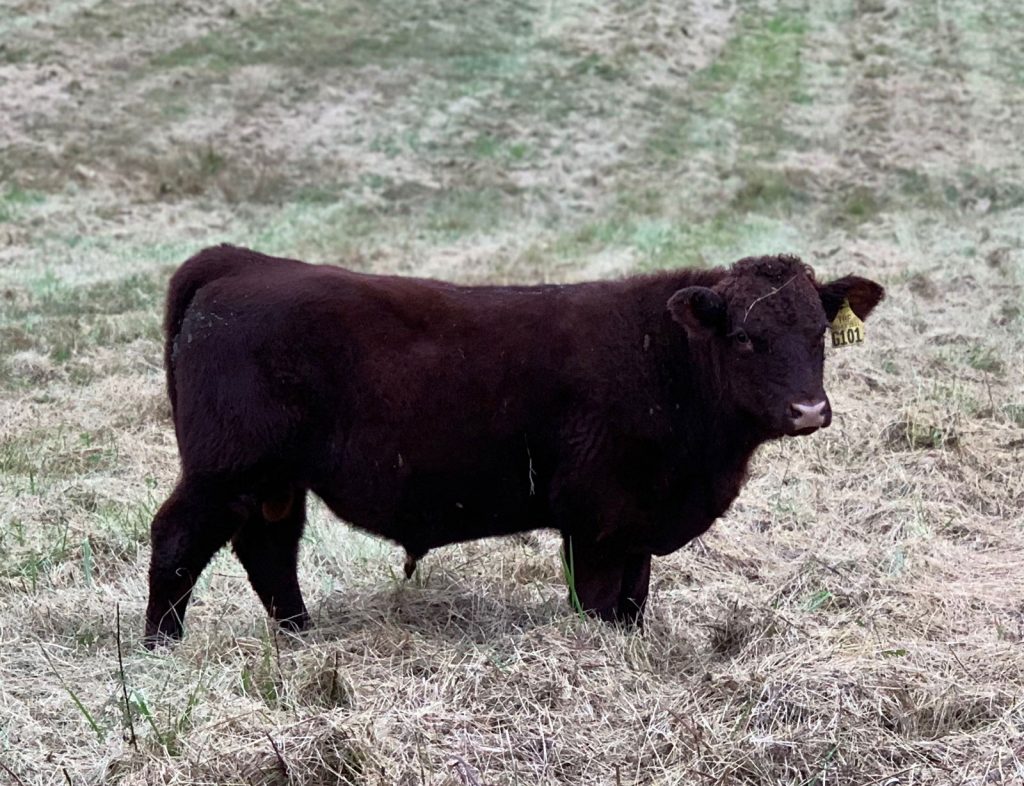 G101 Thistlehill Farm Bull Calf