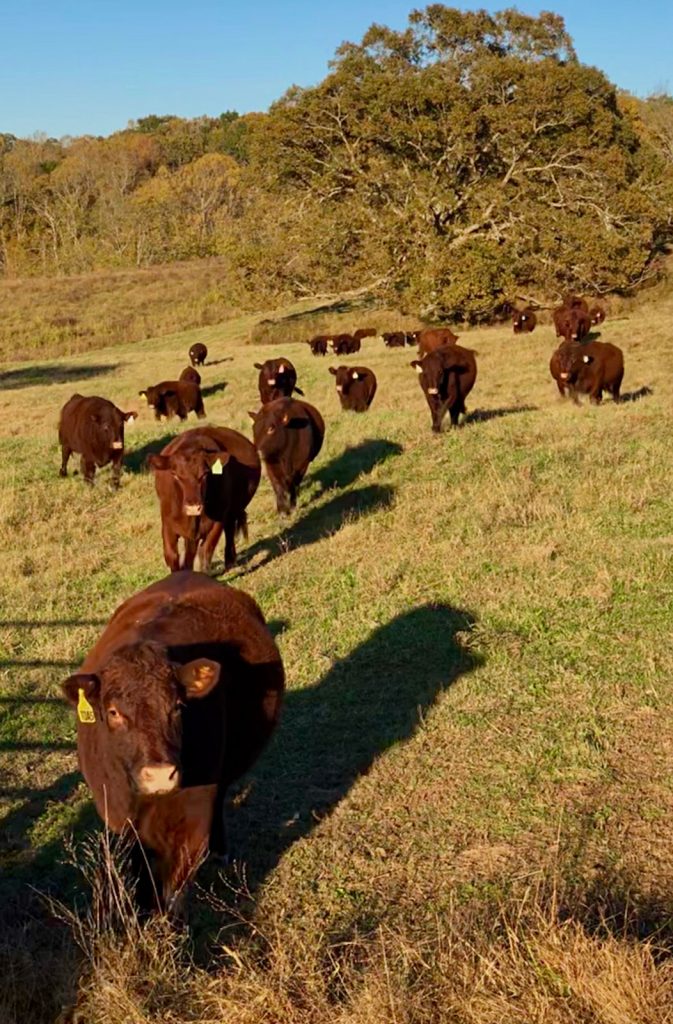 Thistle Hill Farm Cows