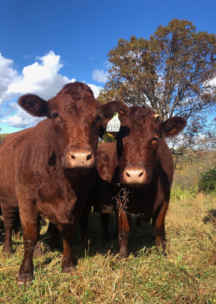 Thistlehill Farm Cows