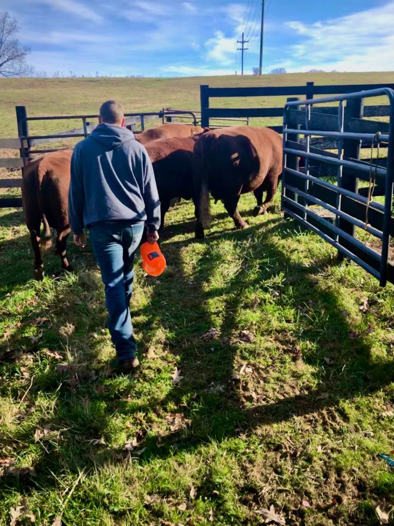 Church moves the first group of cows into the chute to begin the process of artificial insemination.