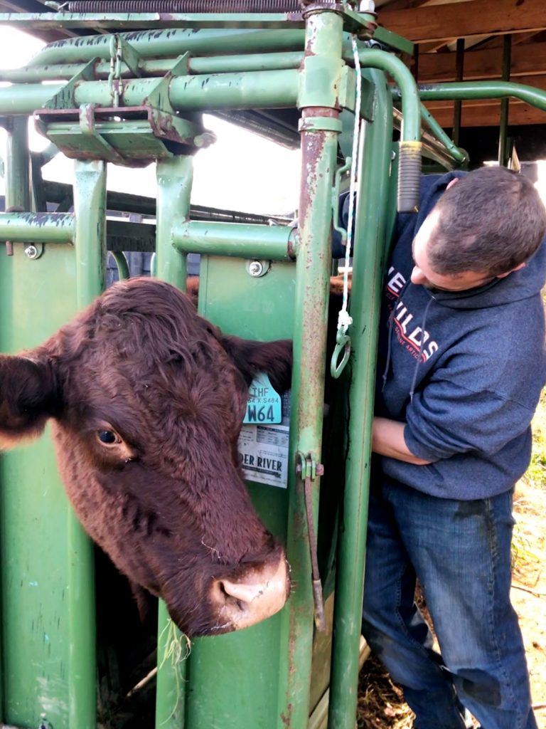 Here the cows are receiving hormone shots to trigger cycling. There’s a two-day wait before actual insemination.