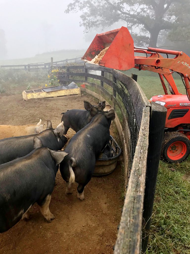 Thistle Hill Farm pigs