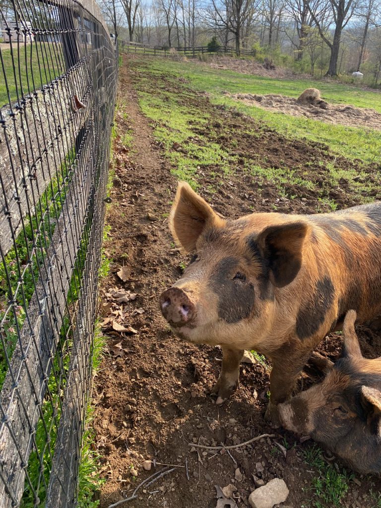 Thistle Hill Farm Piggy