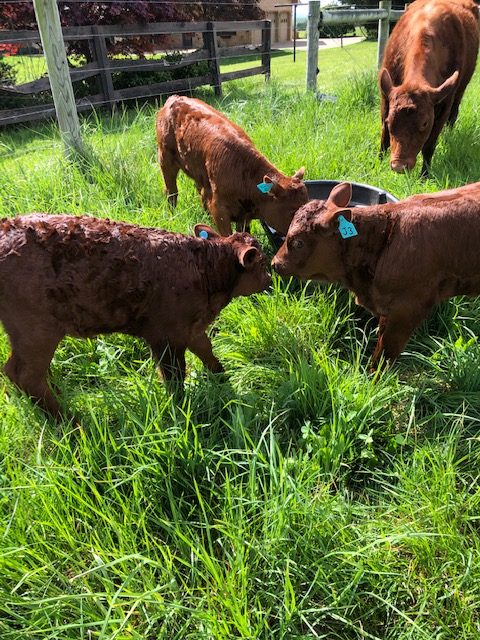 Brooke is excited by his first calves...eight so far, all vigorous and thick.
