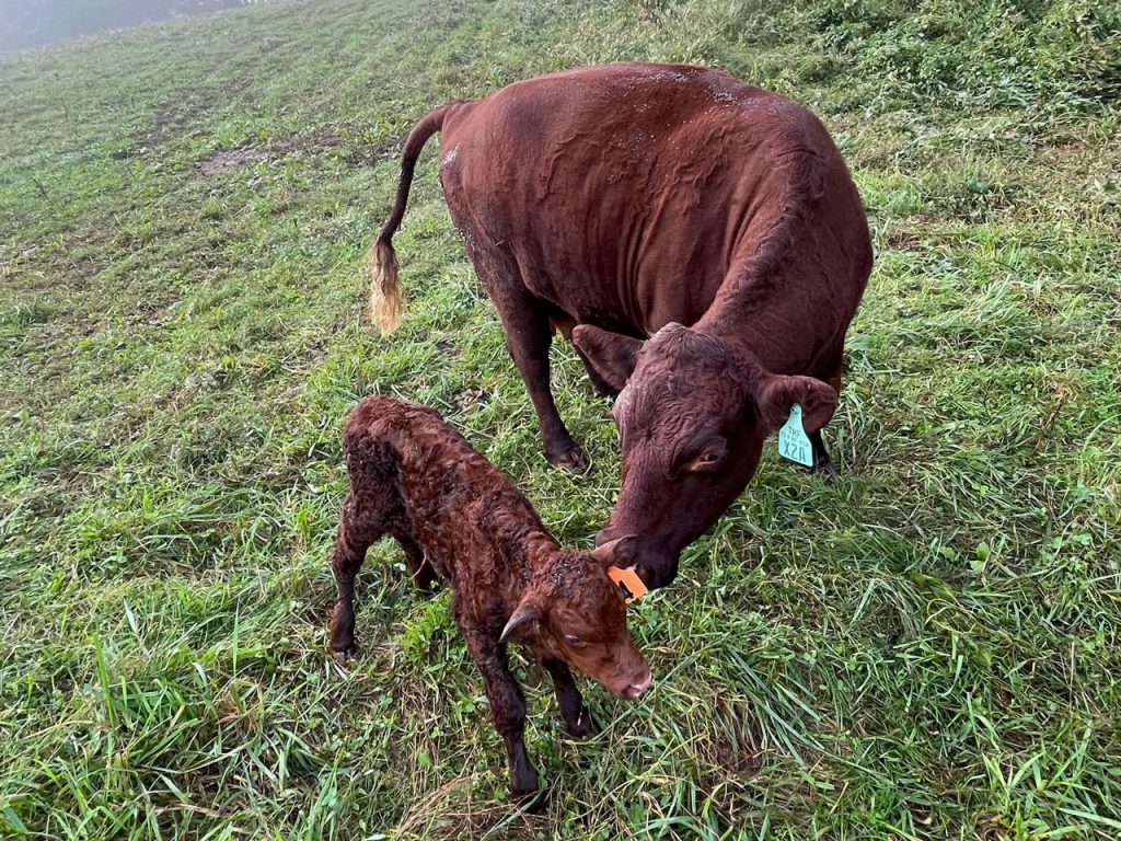4 is a healthy 65-pound bull calf…an ai son of 982.