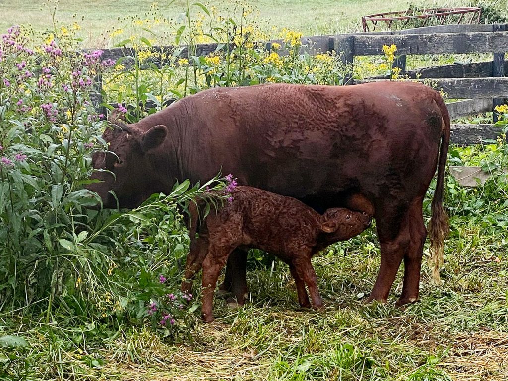 F21 is a Bribery embryo daughter and this is first born…a little heifer by a young Thistle Hill bull out of Goldings Norah.