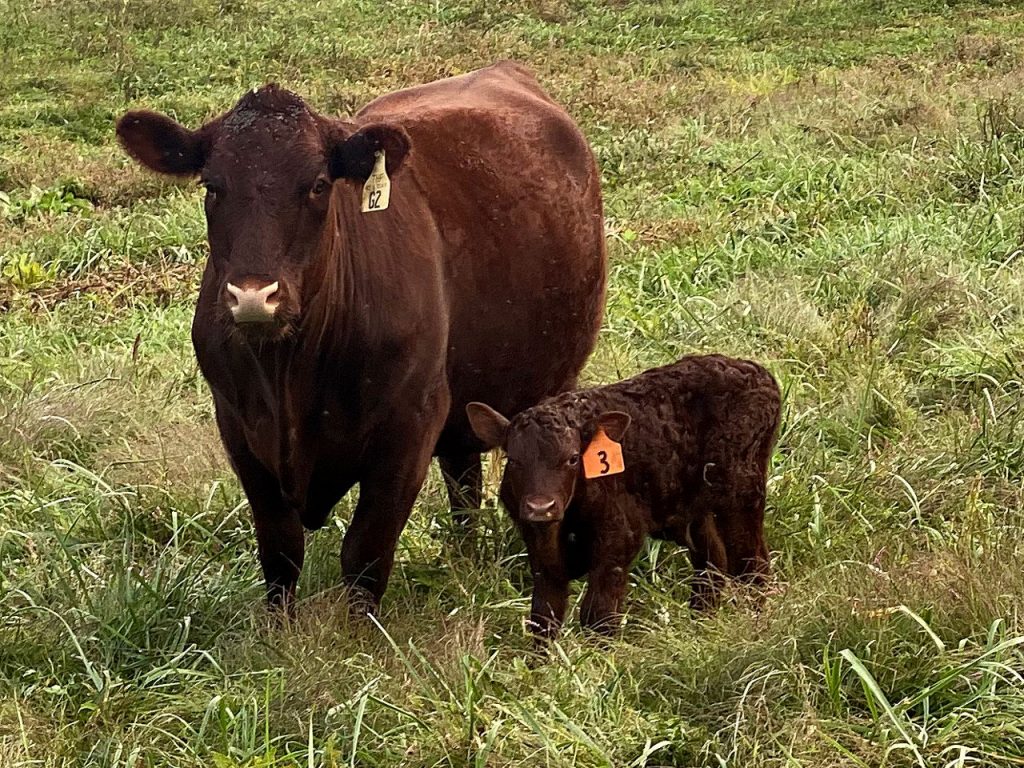 Thistlehill Farm Bull Calf