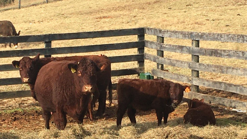 Thistle Hill Farm cow/calves grazing.