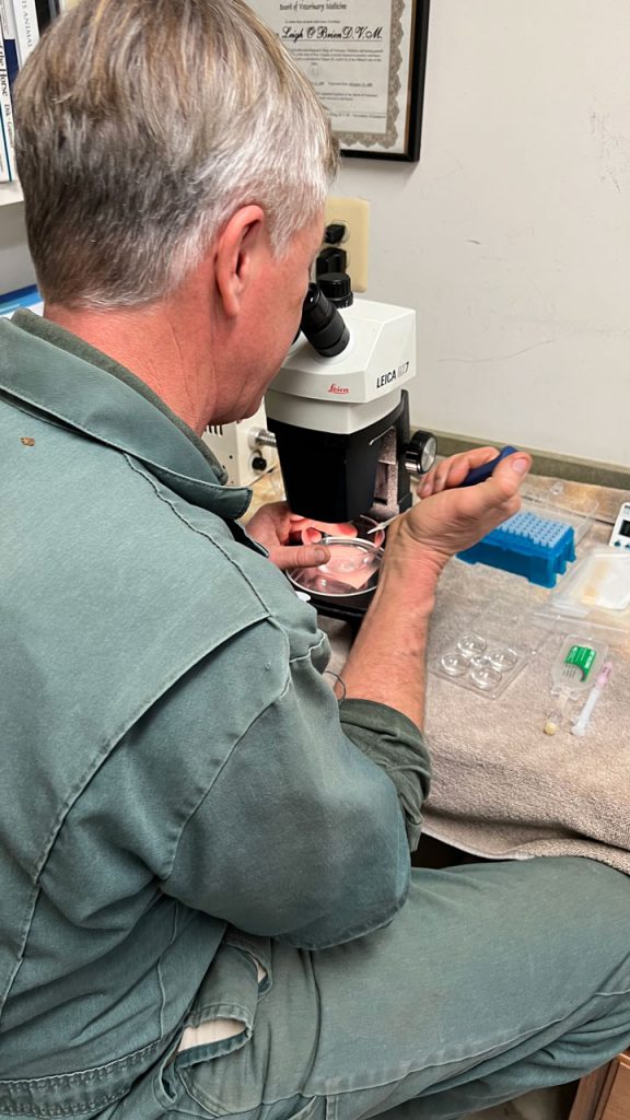 Dr. Massie hurries the flask to his lab and under a microscope searches out the 8-day old embryos among the liquid and chaff.