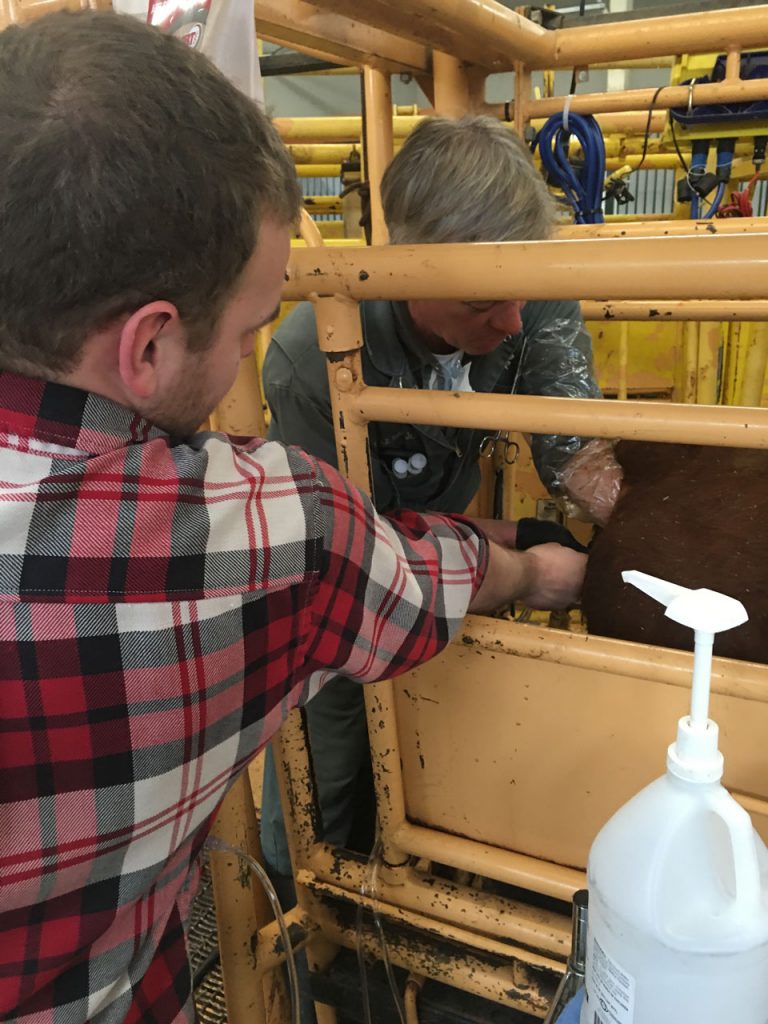 This second cow proves as docile as the first and Dr Massie raises the possibility we’ll finish all three flushes before the trip to the farm and the implanting.
