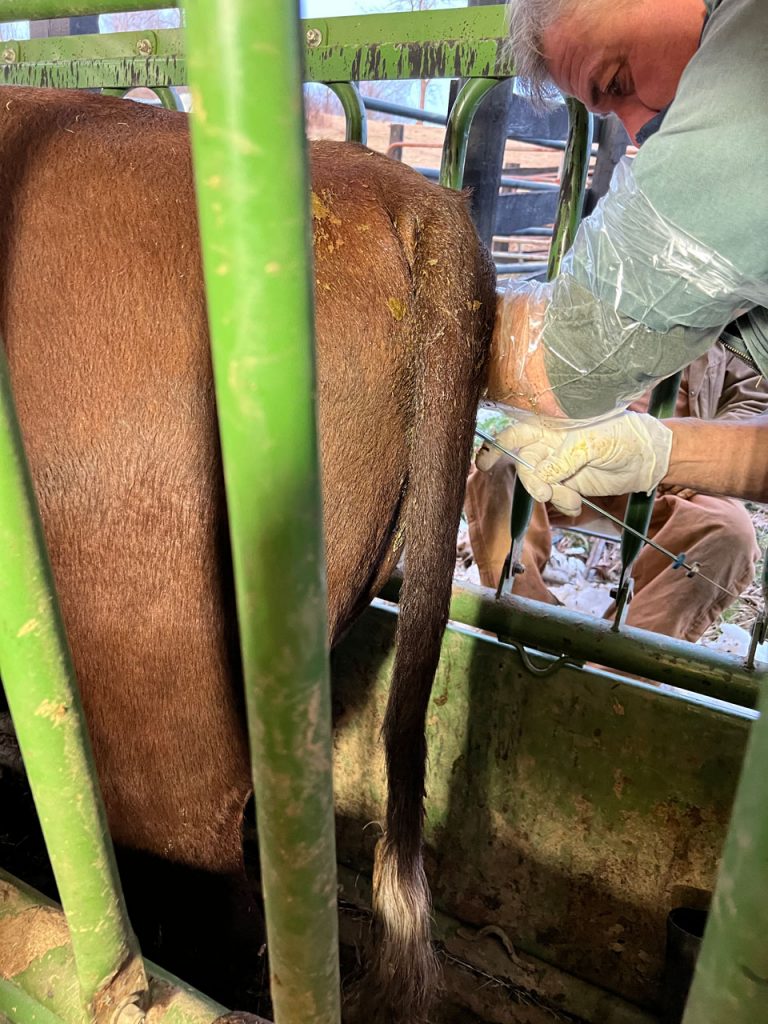 This second cow proves as docile as the first and Dr Massie raises the possibility we’ll finish all three flushes before the trip to the farm and the implanting.  