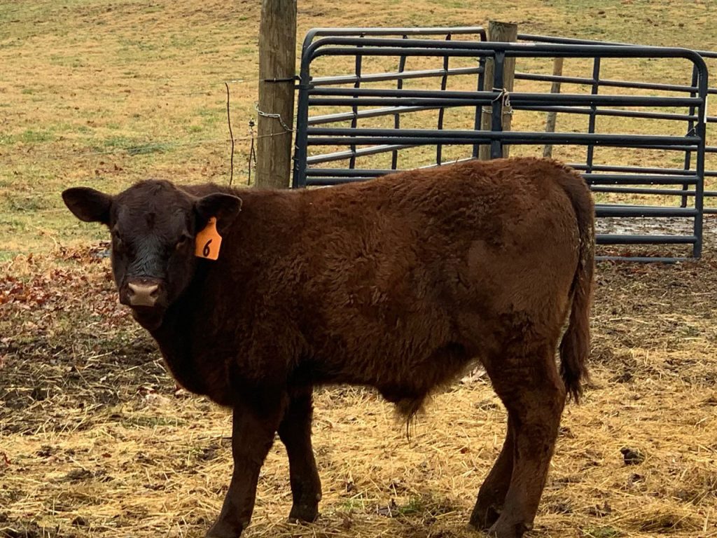 Bull Calf - three months old