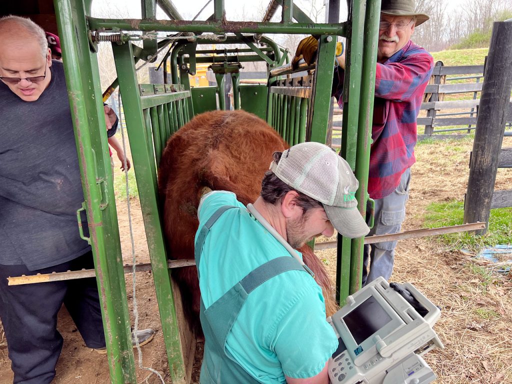 Dr Kiel Hausler of Rose Hill Vets using ultrasound to preg check one of our young cows. The wranglers are son Church to the left and son-in-law Curt to the right.