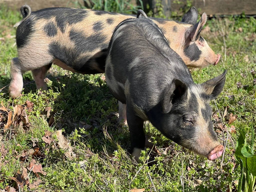 Thistle Hill Farm Pigs