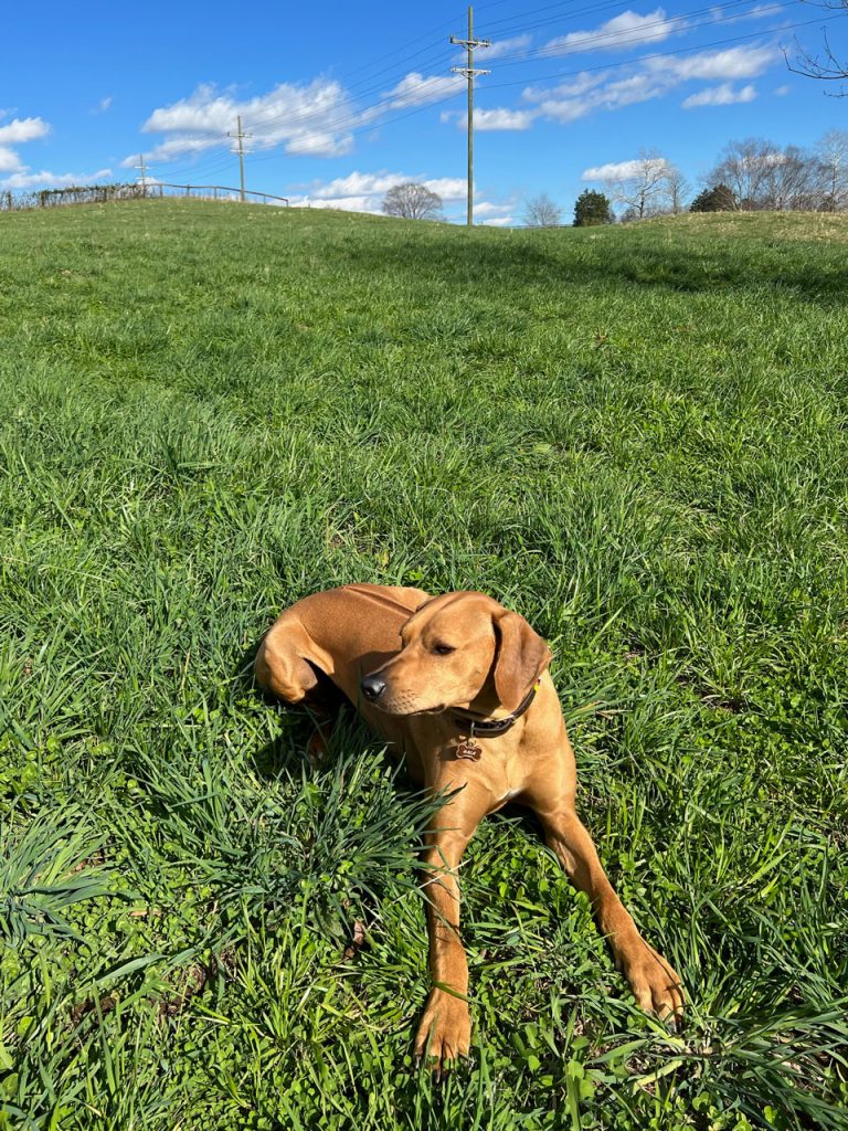 Nala seems appreciative of the work we’ve done to improve the pastures.